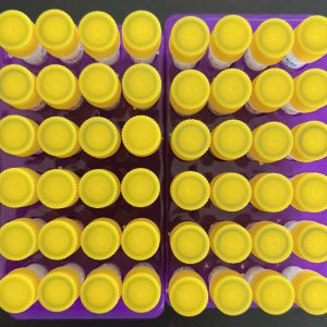 Mouse anti-human Myo monoclonal antibody