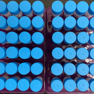 Trifluralin monoclonal antibody 